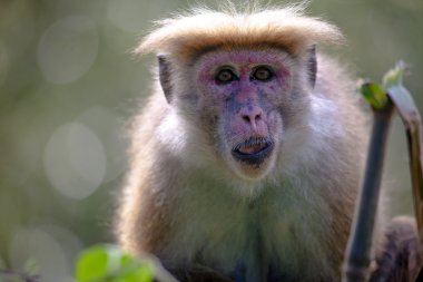 Rhesus makak maymunu (Macaca melez)