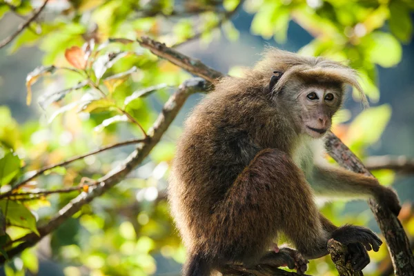 Rhesus makak maymunu (Macaca melez) — Stok fotoğraf