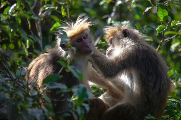 The rhesus macaque monkey (Macaca mulatta) — Stock Photo, Image