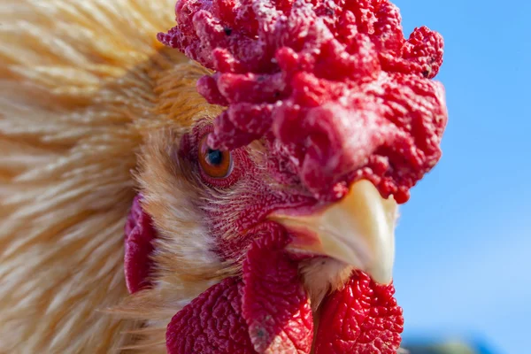 A rooster portrait close up — Stock Photo, Image