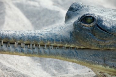 gavial chitwan Ulusal Parkı