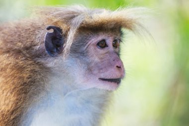 Rhesus makak maymunu (Macaca melez)