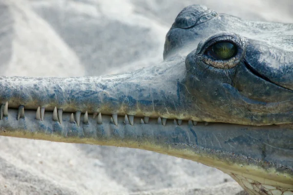 Gavial dans le parc national de Chitwan — Photo