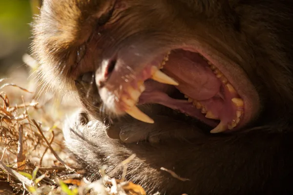 El mono macaco rhesus (Macaca mulatta ) — Foto de Stock