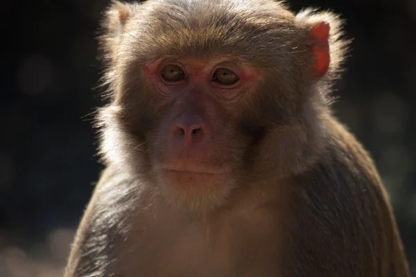 The rhesus macaque monkey (Macaca mulatta) — Stock Photo, Image