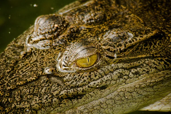 Közelkép a krokodil — Stock Fotó