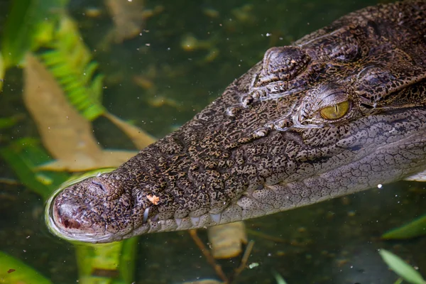 Gros plan d'un crocodile — Photo