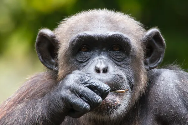 Chimpancé en cautiverio —  Fotos de Stock