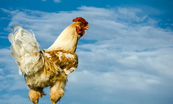 Cock, close up — Stock Photo, Image