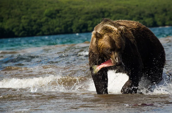 Urso castanho com uma captura fresca de salmão — Fotografia de Stock