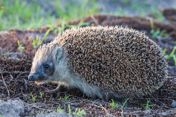 Wild hedgehog — Stock Photo, Image