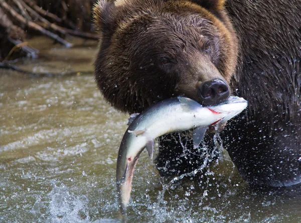 Urso castanho com uma captura fresca de salmão — Fotografia de Stock