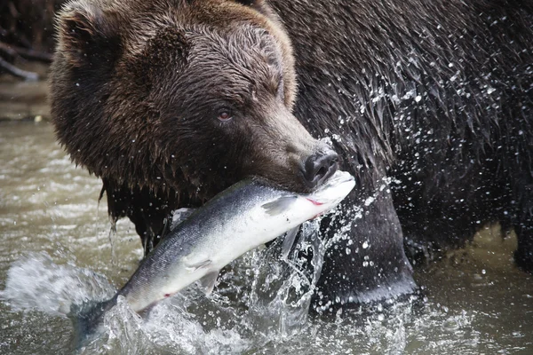 Orso bruno con una fresca cattura di salmone — Foto Stock