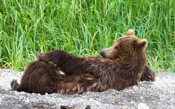 Female brown bear — Stock Photo, Image