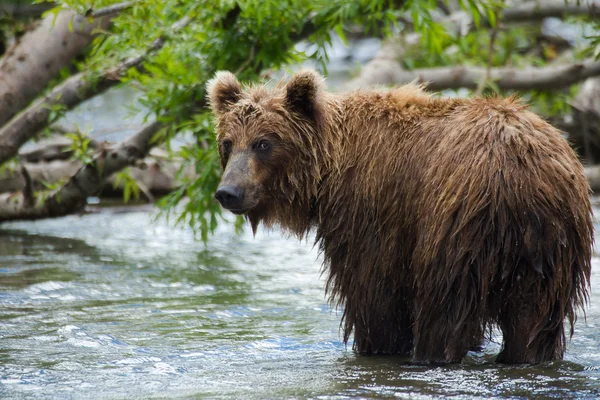 The brown bear fishes — Stock Photo, Image