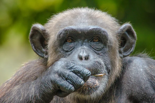 Chimpanzee in captivity — Stock Photo, Image