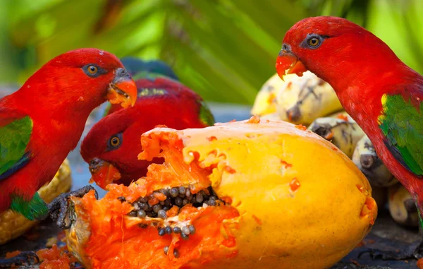 Rainbow lorikeets in a manger requests food. Mango. — Stock Photo, Image