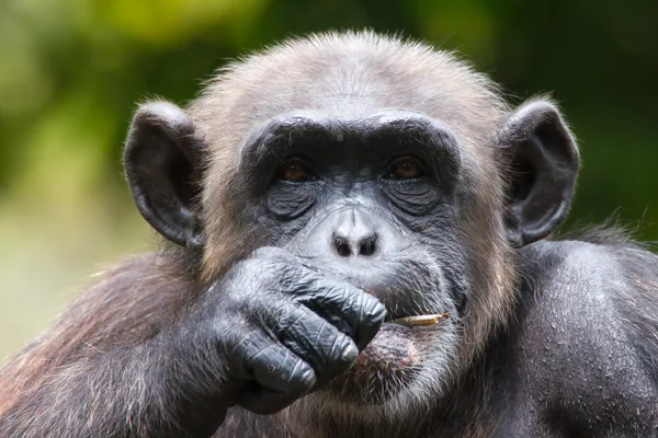 Χιμπατζής σε αιχμαλωσία Royalty Free Εικόνες Αρχείου