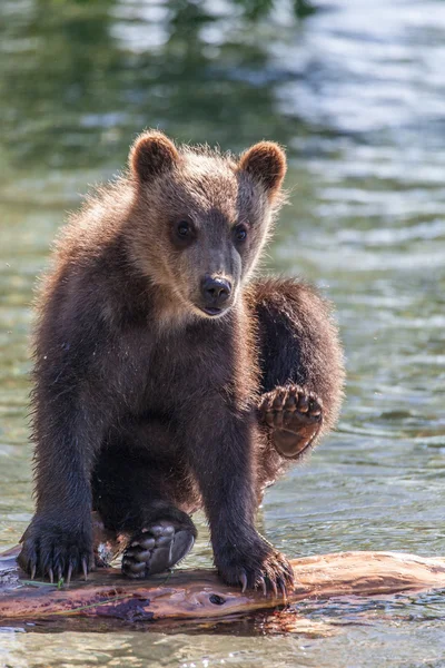 Медвежонок — стоковое фото