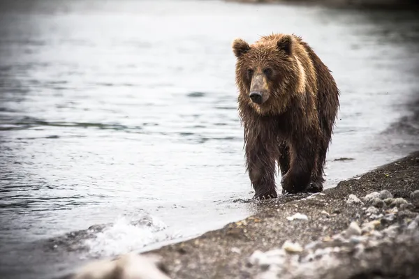 I pesci dell'orso bruno — Foto Stock