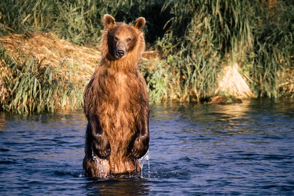 Der Braunbär fischt — Stockfoto