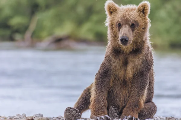 Αρκούδα cub Φωτογραφία Αρχείου