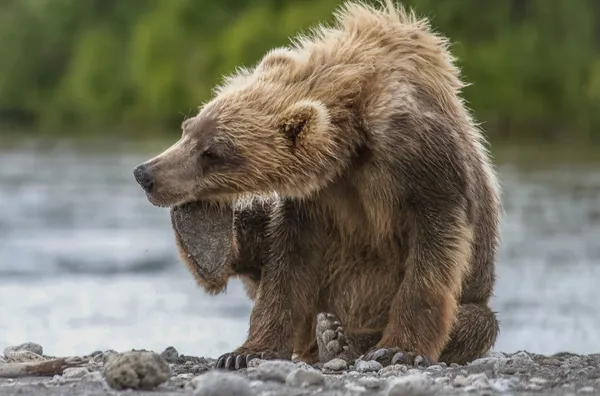 Filhote de urso — Fotografia de Stock