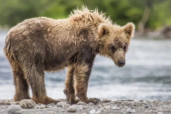 Björnen cub — Stockfoto