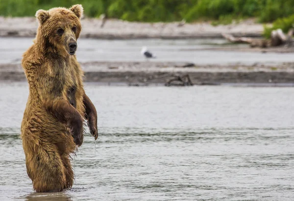 Os peixes de urso pardos — Fotografia de Stock