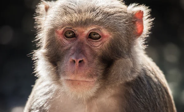 The rhesus macaque monkey (Macaca mulatta) — Stock Photo, Image