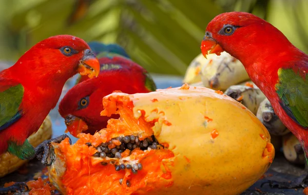 Rainbow lorikeets in a manger requests food. Mango. — Stock Photo, Image