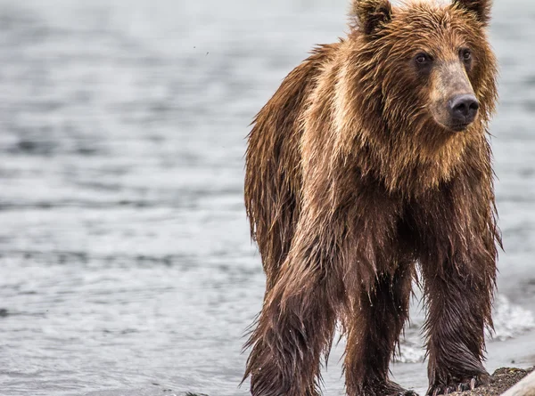 I pesci dell'orso bruno — Foto Stock