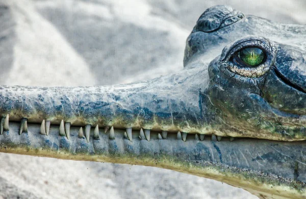 Gavial dans le parc national de Chitwan — Photo