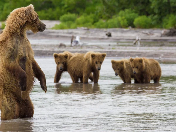 The brown bear fishes — Stock Photo, Image