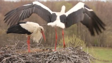 leyleklerin yuva kurmak