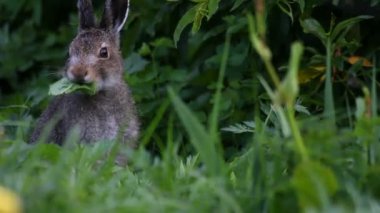 Tavşan bir ot yiyor