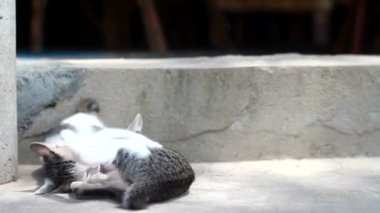 oynayan iki şeritli kedi