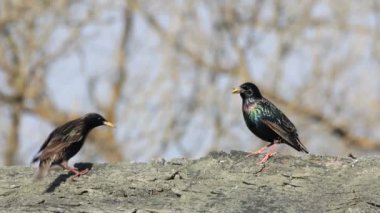 Sığırcık (Sturnus vulgaris))