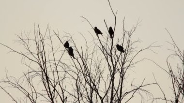 Sığırcık (Sturnus vulgaris))