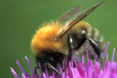 çiçekler, bumblebee