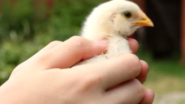 bir yandan iki kuş yalan