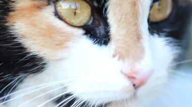 Bir kedinin portresi. Yakından.