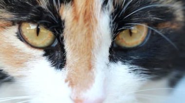 Bir kedinin portresi. Yakından.