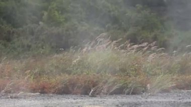 rüzgarda çırparak çimen