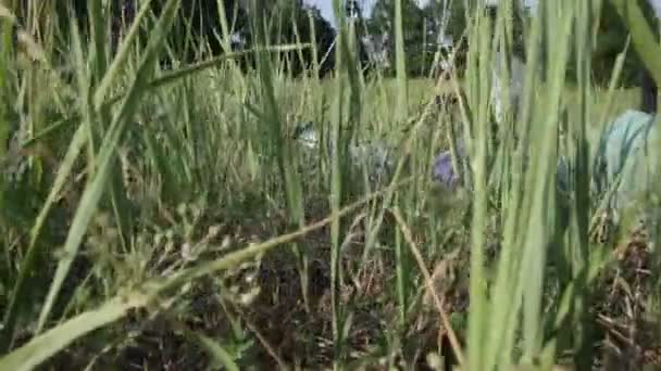 Rapaz e portátil. Natureza. Verão. relva verde — Vídeo de Stock