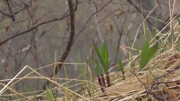 Green leaves — Stock Video