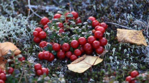 Autumn, tundra, berries — Stock Video
