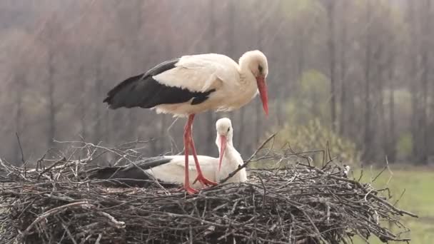 Storch im Regen — Stockvideo