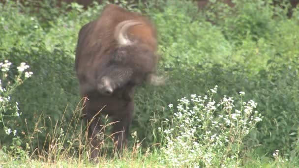 Bison in the summer — Stock Video