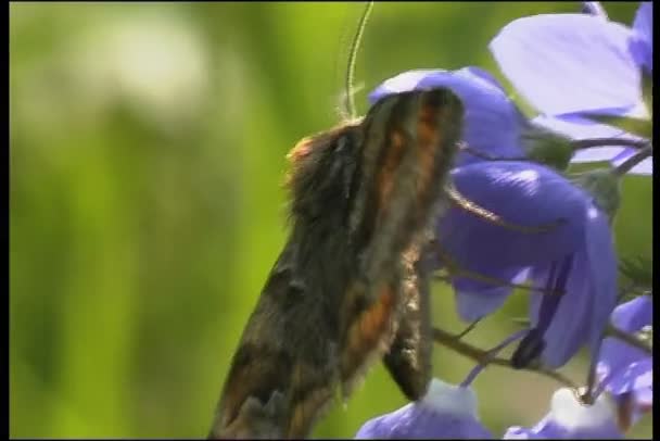 Schmetterling aus nächster Nähe — Stockvideo